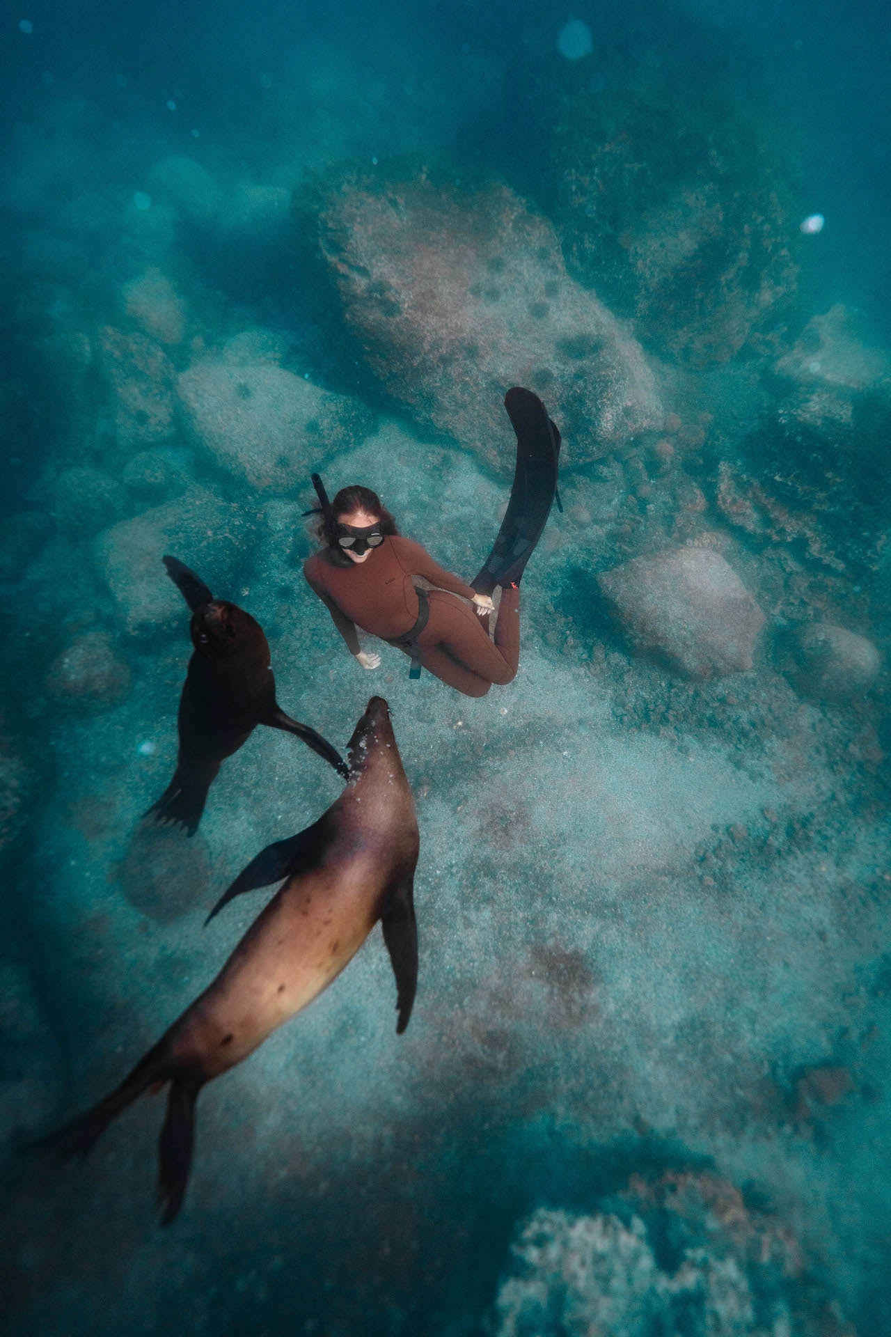 Diver in the Galapagos